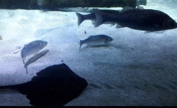 Sea Life Chessington World of Adventures Resort