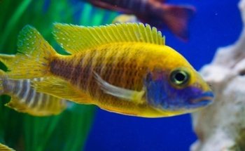 Waterworld Aquatics
