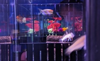 Waterworld Aquatics
