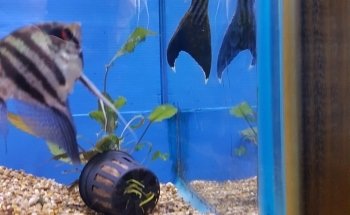 Waterworld Aquatics