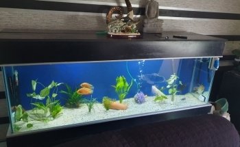 Waterworld Aquatics