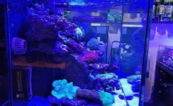 Waterworld Aquatics