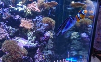 Waterworld Aquatics