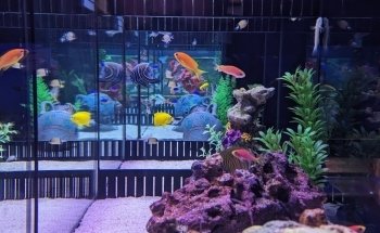 Waterworld Aquatics