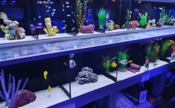 Waterworld Aquatics