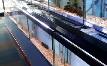 Amazon Aquatics