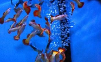 Amazon Aquatics