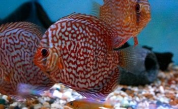 Amazon Aquatics