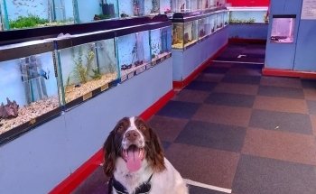 Amazon Aquatics