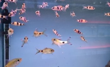 Amazon Aquatics