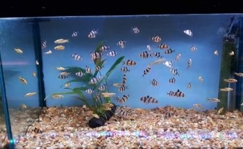 Amazon Aquatics