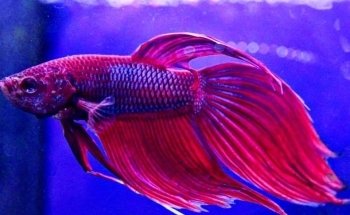 Amazon Aquatics