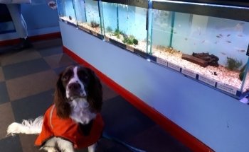 Amazon Aquatics