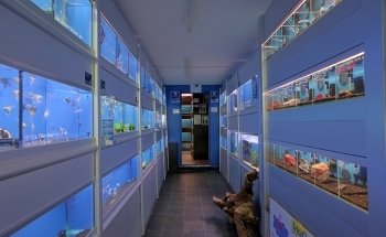 The Aquatic Store