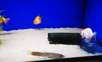 Lynchford Aquatics