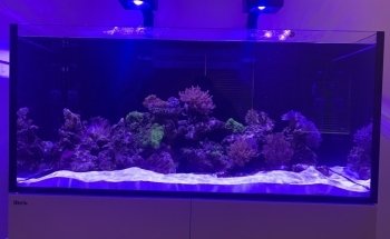 Lynchford Aquatics