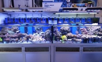 Lynchford Aquatics