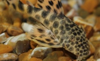 Hastings Reptile & Aquatic Centre