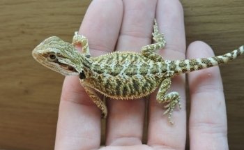 Bretts Pets