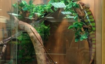 Bretts Pets