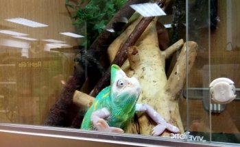 Bretts Pets