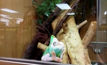 Bretts Pets