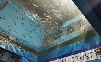 The Ilfracombe Aquarium