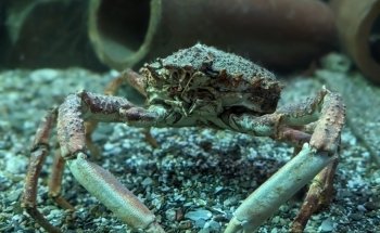 The Ilfracombe Aquarium