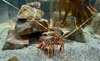 The Ilfracombe Aquarium