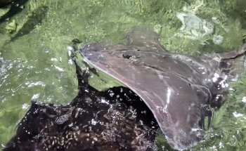 The Ilfracombe Aquarium