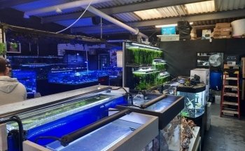 UK Aquatics