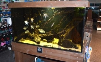 Premier Aquatics ltd