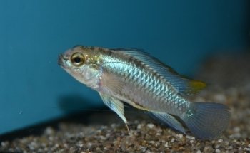 Premier Aquatics ltd
