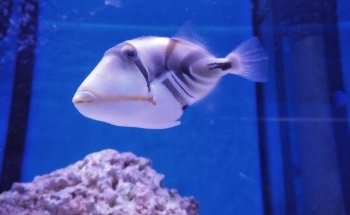 Clearly Aquatics Koi & Aquarium Supplies