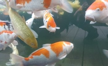 Clearly Aquatics Koi & Aquarium Supplies