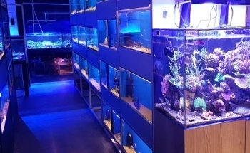 Clearly Aquatics Koi & Aquarium Supplies