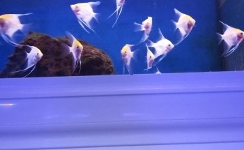 Clearly Aquatics Koi & Aquarium Supplies