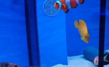 Clearly Aquatics Koi & Aquarium Supplies