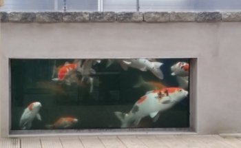 Clearly Aquatics Koi & Aquarium Supplies