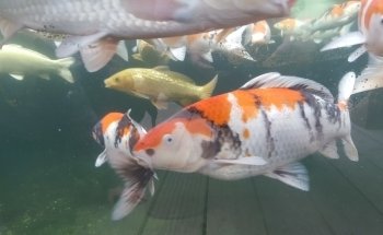 Clearly Aquatics Koi & Aquarium Supplies
