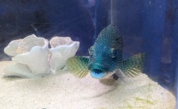 Lyme Regis Marine Aquarium