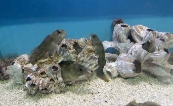 Lyme Regis Marine Aquarium