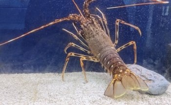 Lyme Regis Marine Aquarium
