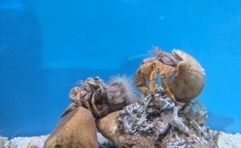 Lyme Regis Marine Aquarium