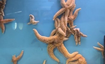 Lyme Regis Marine Aquarium