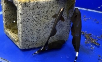 Sustainable Aquatics