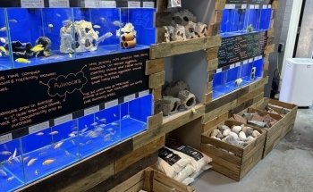 Sustainable Aquatics