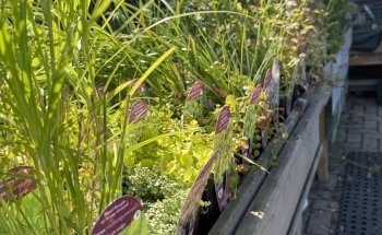 Sustainable Aquatics