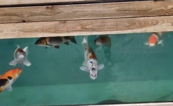 Coast Aquatics