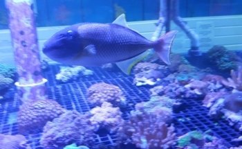 Coast Aquatics